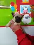 Френски булдог french bulldog , снимка 13