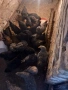 Продавам кокошки,  ярки, пилета, снимка 12