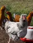 Продавам петли., снимка 2