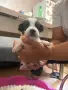 Подаряване на кученца , снимка 4