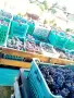 продавам грозде мерло и Каберне , снимка 6