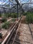 Изкупуване на метални тръби и стъклена оранжерия , снимка 4