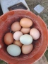 Продавам домашни яйца, снимка 2