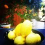 Лимонени фиданки, снимка 1 - Градински цветя и растения - 42249409