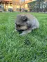 мъжки померани малки, снимка 3