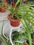 Кактуси и сукулентни, снимка 12