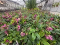 Кукуряк (Helleborus), снимка 3