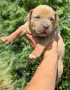 Американско Були Хл/American Bully XL , снимка 10