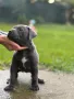 Cane Corso (Кане Корсо) Кучета, снимка 5