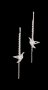 Сребърни висящи обеци птички,колекция"Birds sensitivity"/нови, снимка 1 - Колиета, медальони, синджири - 41699746