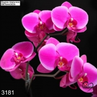 Диамантен гоблен Фаленопсис, орхидея, снимка 1 - Гоблени - 36085831