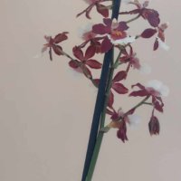 Орхидея камбрия, снимка 2 - Изкуствени цветя - 41449246