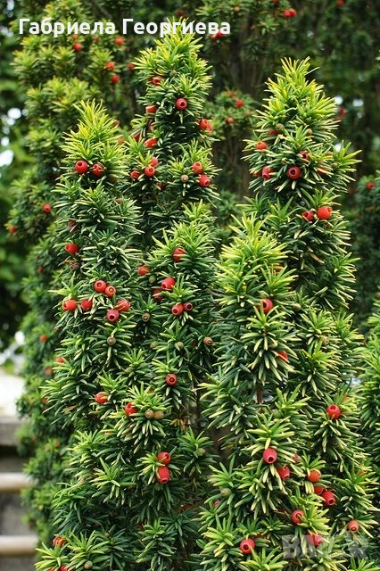 Тис , снимка 1