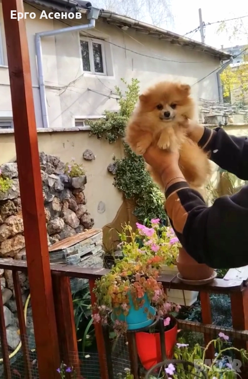 Мини померанче, снимка 1