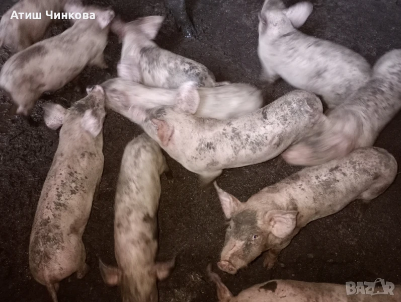 прасета  малки , снимка 1