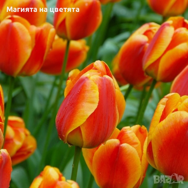 Разпродажба Лалета луковици 10 цвята, снимка 1