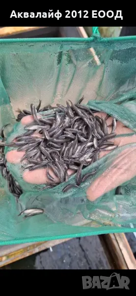 Рибки Гара руфа (Garra rufa) от ферма в България , снимка 1