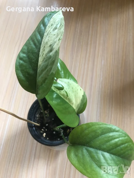 Epipremnum pinnatum Marble , снимка 1