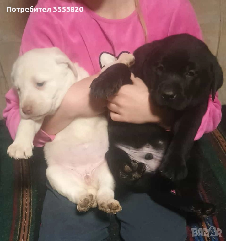 Лабрадорчета, снимка 1