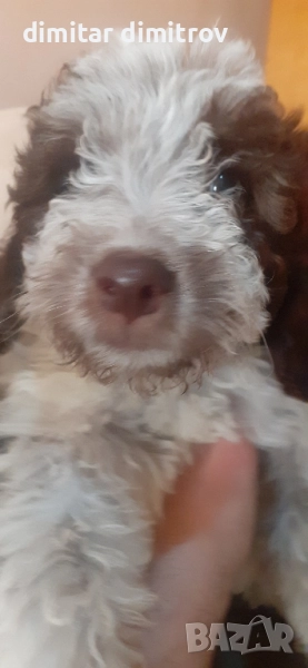 лагото романьоло , снимка 1