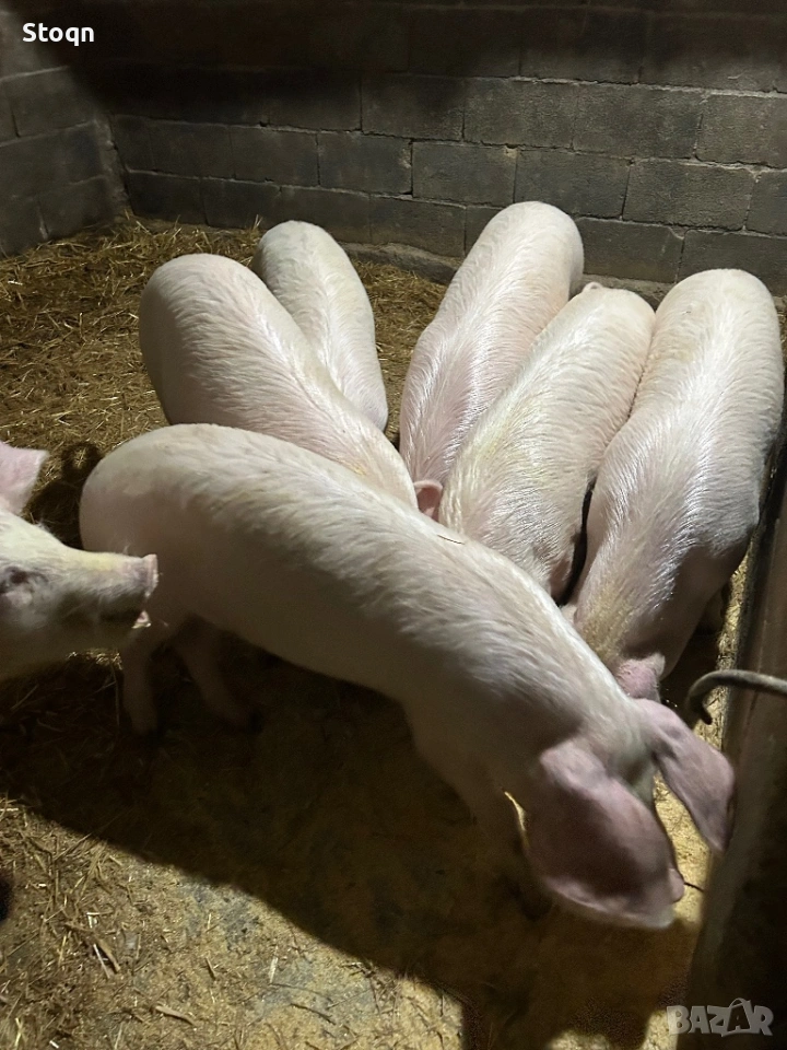 Продавам 5 Прасета, снимка 1