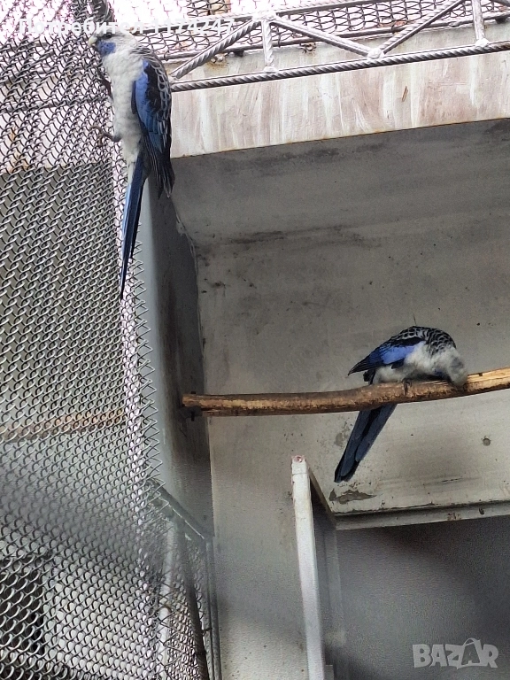 Сини пенантови розели, снимка 1