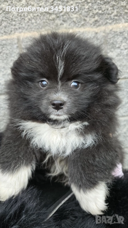 Померани на два месеца.Ваксинирани!Търсят новите си стопани,да ги гледат и обичат!, снимка 1