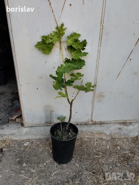 Далматинска смокиня - едра като круша, снимка 1