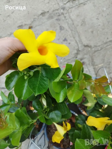 дипрадения, снимка 1