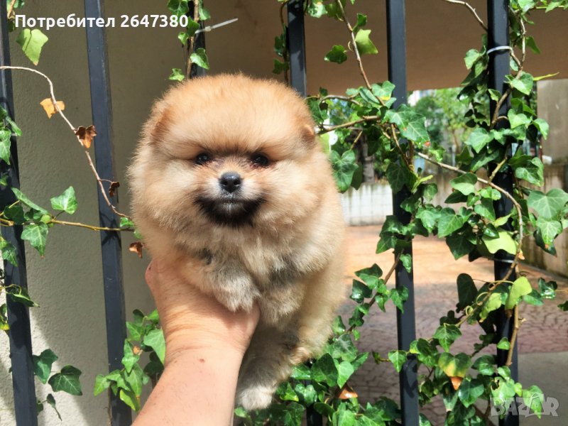 Померан, снимка 1