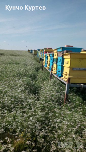 Продавам пчелни семейства с платформи, отводки и рамки с пило и пчели., снимка 1
