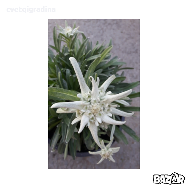 Leontopodium souliei Alpina White ЕДЕЛВАЙС, снимка 1