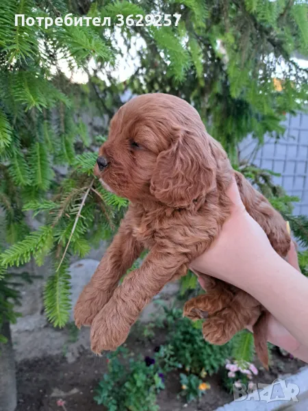 Кавапу, снимка 1