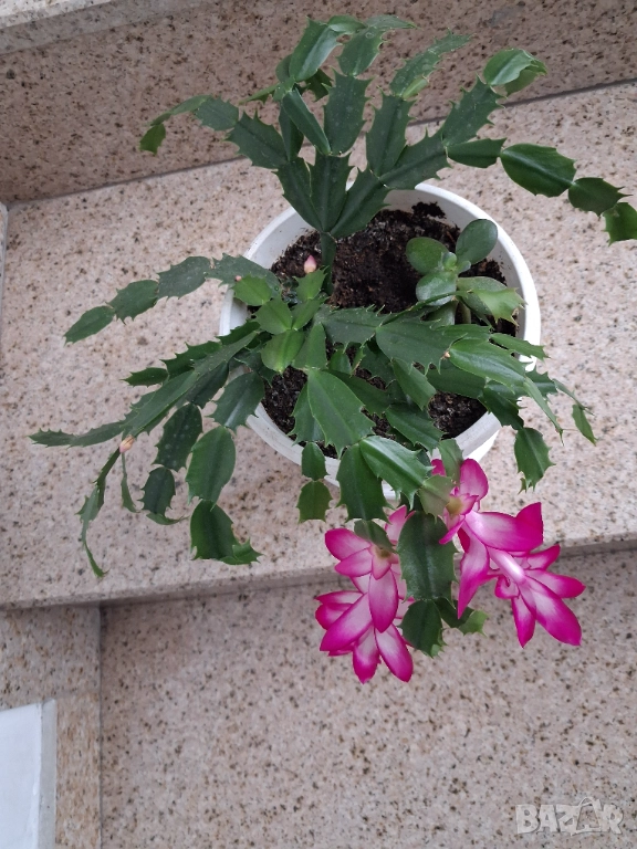 Стайни цветя - Коледничета, снимка 1