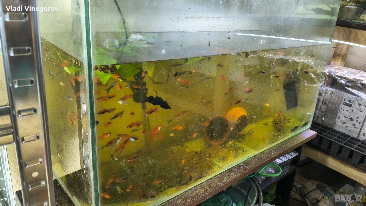 Аквариум 130 литра с рибки - само лично предаване гр.ВИДИН, снимка 1