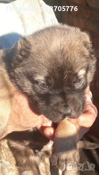 Кангалчета , снимка 1