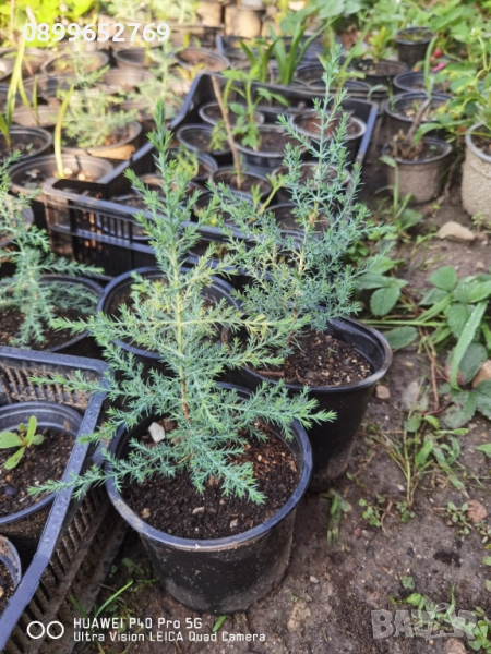 Аризонски кипарис , снимка 1