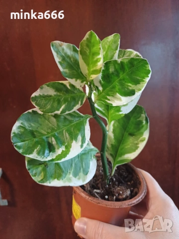 Еуфобрия педилантус., снимка 2 - Стайни растения - 53346602