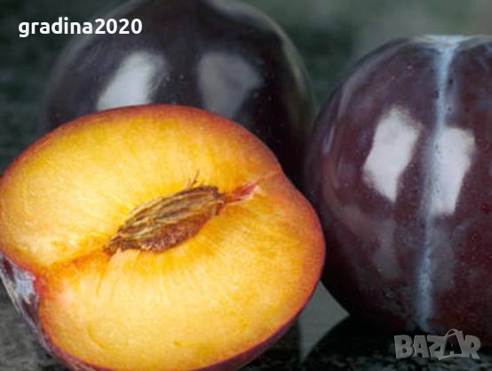 Пламкот (Сливо-кайсиев хибрид), снимка 2 - Разсади - 52172987