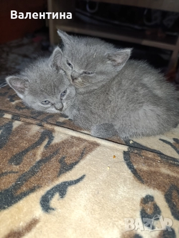 Британска късокосместа, снимка 12 - Британска късокосместа - 52705749