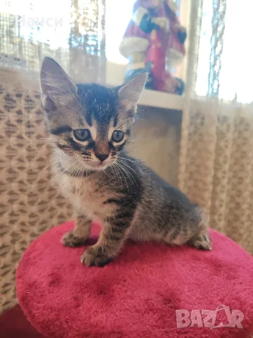 Подарявам 3 малки котета, снимка 4 - Други - 55753064