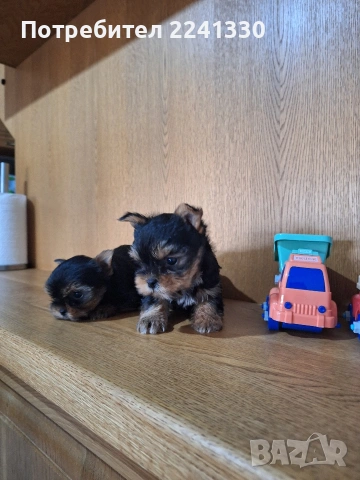 мини йоркита, снимка 4 - Йоркширски териер - 53721677