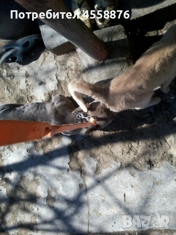 продавам френски булдог женски, снимка 9 - Френски булдог - 53394769