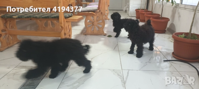 Той пудел , снимка 3 - Пудели - 52927350