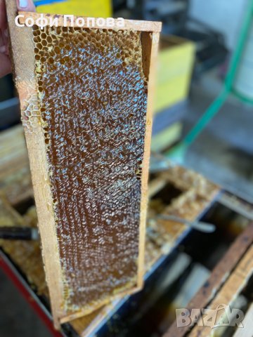 НАТУРАЛЕН ПЧЕЛЕН МЕД, снимка 6 - Пчелни продукти - 34856715