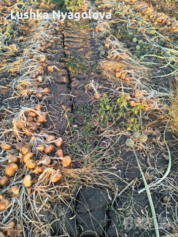 Лук, снимка 5 - Домашни продукти - 51090438