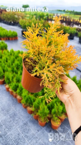 Западна туя Рейнголд (Thuja occidentalis Rheingold), студоустойчива, снимка 13 - Градински цветя и растения - 37392581