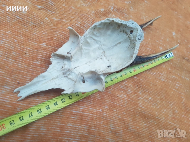 Ловен трофей Сръндак 3, снимка 4 - Антикварни и старинни предмети - 53458831