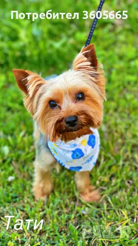 Йоркширски Териер / Йорки / Yorkie / Yorkshire Terrier, снимка 5 - Йоркширски териер - 56292834