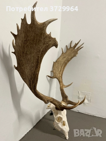 Много Красив трофей от Елен лопатар, снимка 4 - Други - 50469812